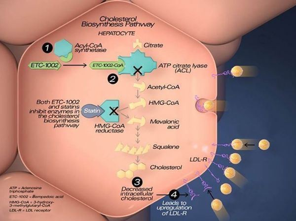 Nexletol-bempedoic acid-Nexlizet-bempedoic acid-ezetimibe