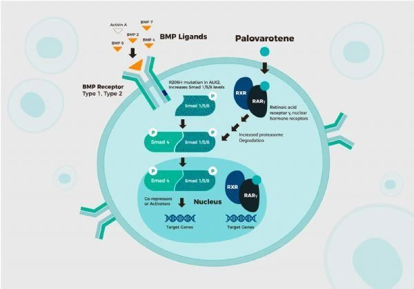 palovarotene data palovarotene data