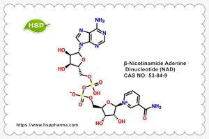 Β-Nikotinamid Adenin Dinükleotid NAD CAS 53-84-9